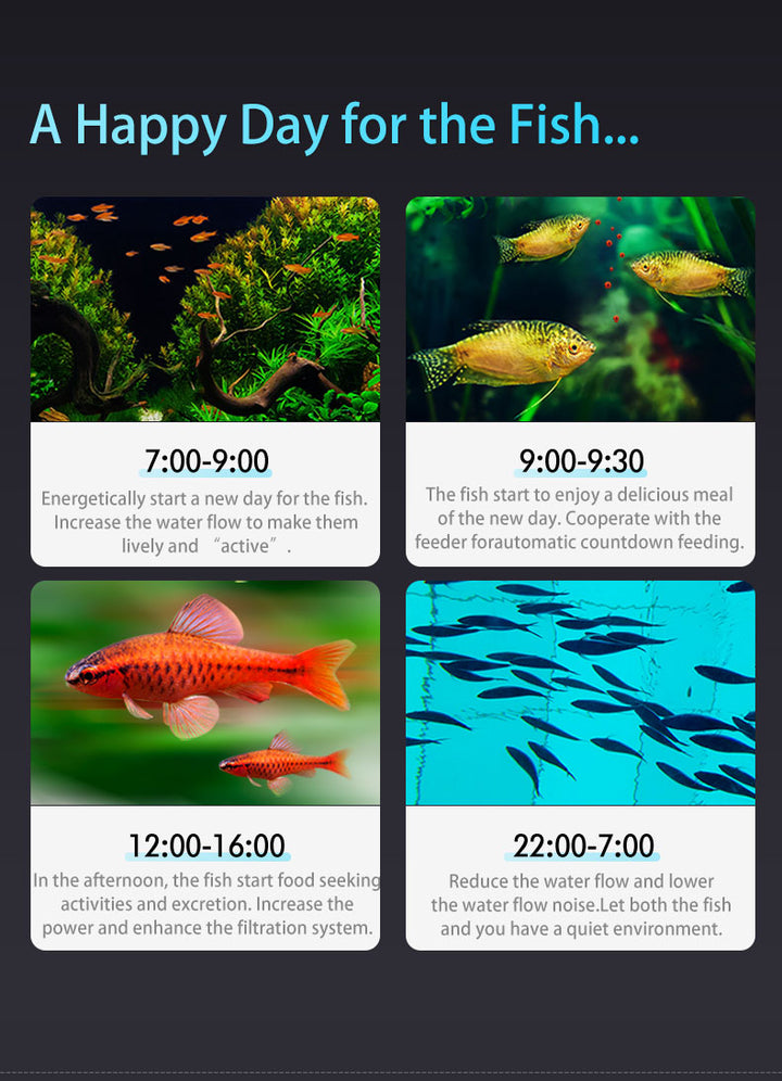 Aquarium care schedule for fish with images and times.