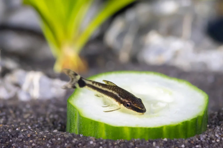 Otocinclus Catfish Algae Eater