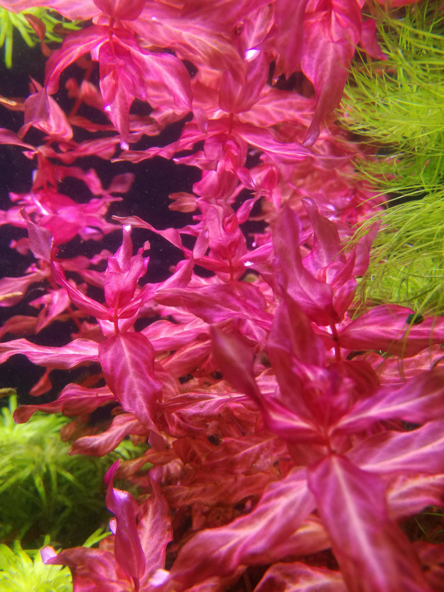 Rotala Macrandra Variegated