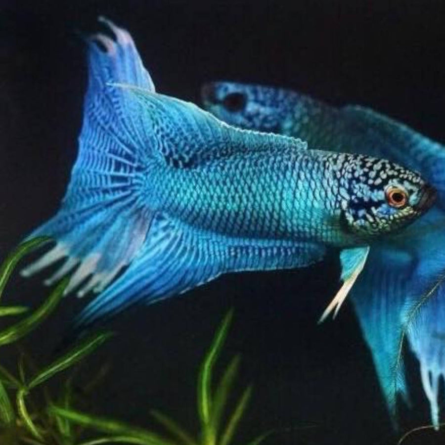 Blue Scar Paradise fish