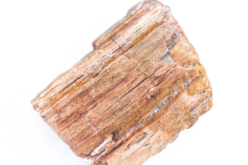 Petrified Wood (Fossil Wood), view 8