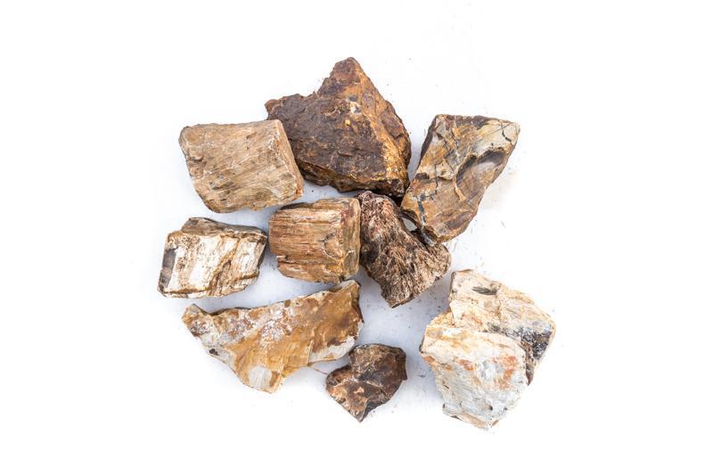 Petrified Wood (Fossil Wood), view 9