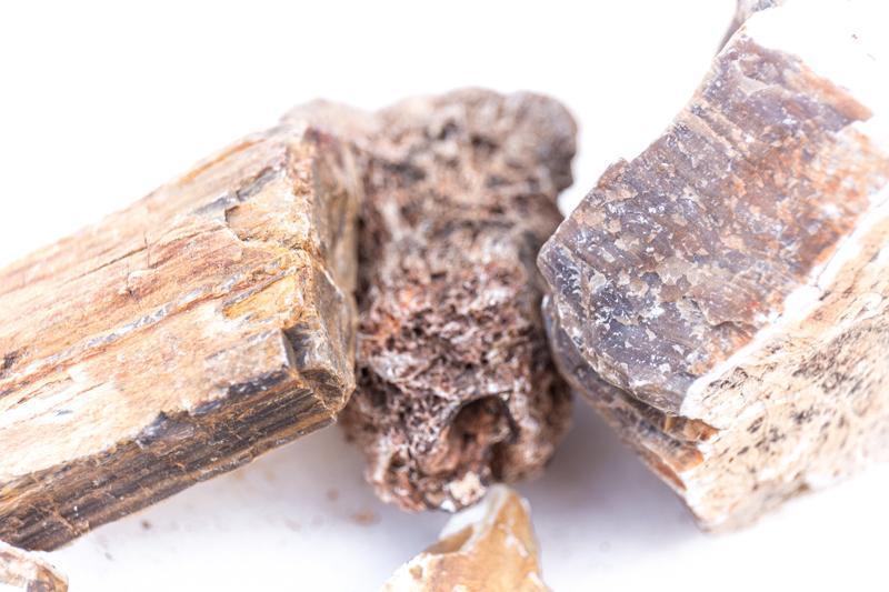 Petrified Wood (Fossil Wood), view 10