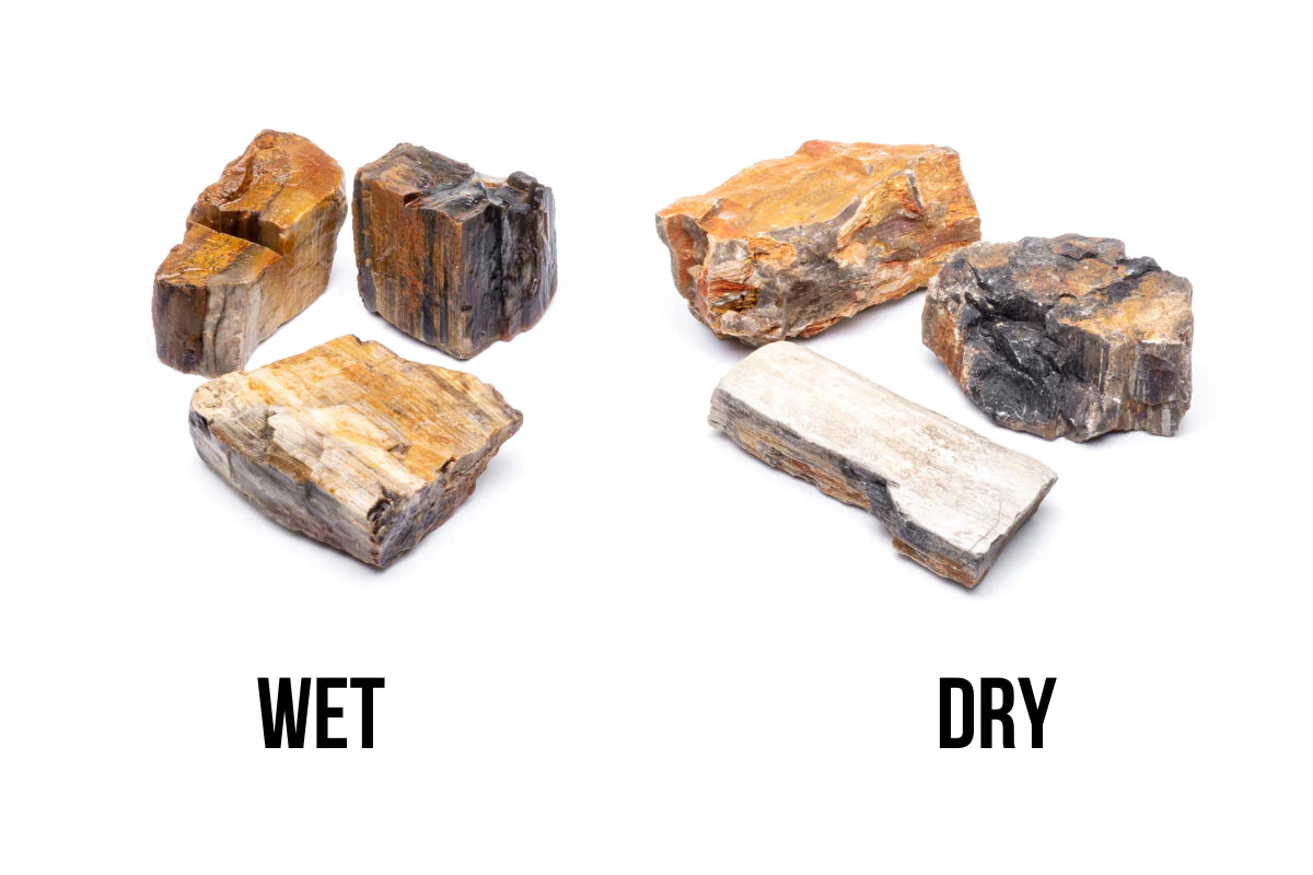 Petrified Wood (Fossil Wood), view 2