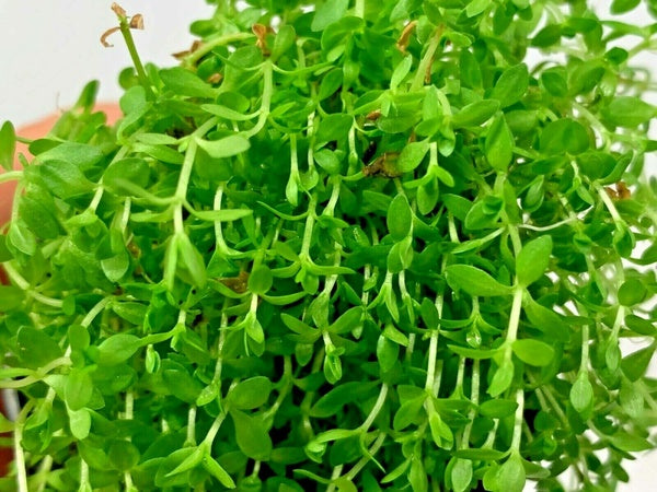Pearl Weed (Hemianthus micranthemoides)