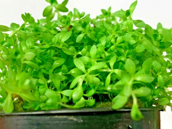 Pearl Weed (Hemianthus micranthemoides)