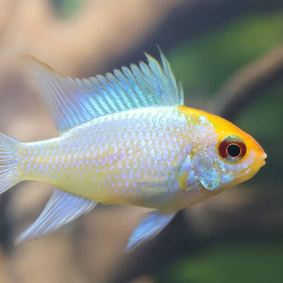 Platinum Gold Head Ram