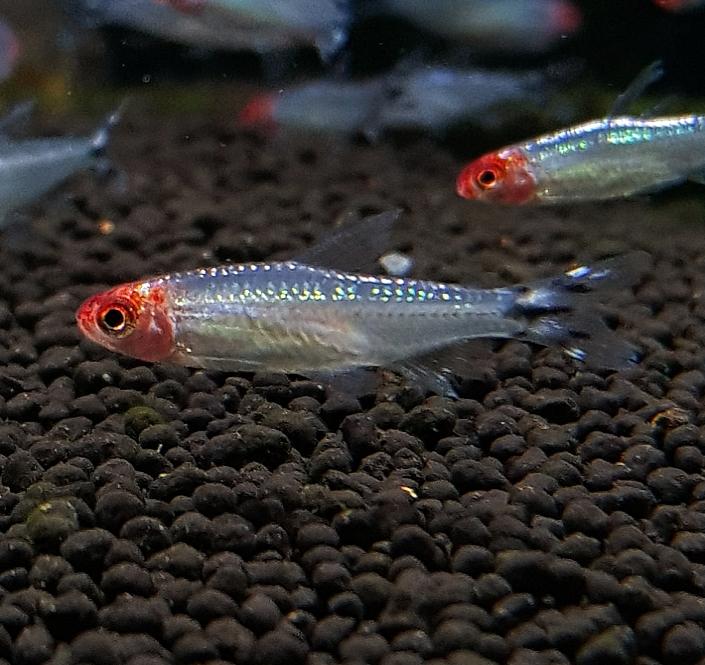 Platinum Rummy Nose Tetra