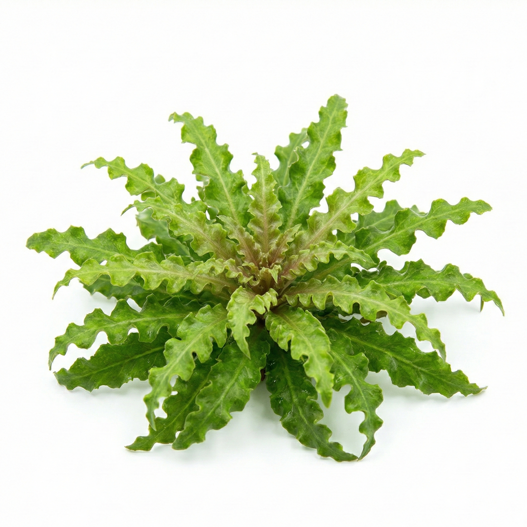Pogostemon helferi Pink, live aquatic plant in a planted aquarium