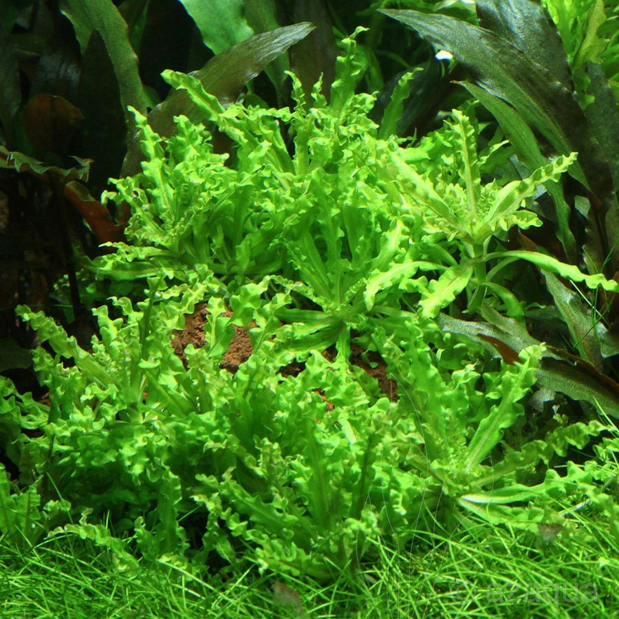 Pogostemon helferi Pink