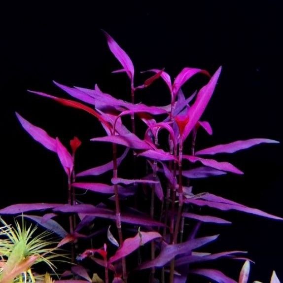 Purple Bamboo (Hygrophila sp. 'Sao Paulo')