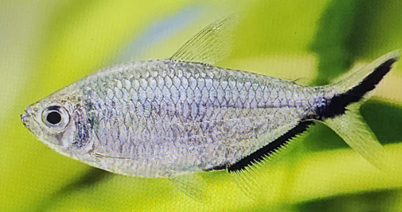 Fish with a green background
