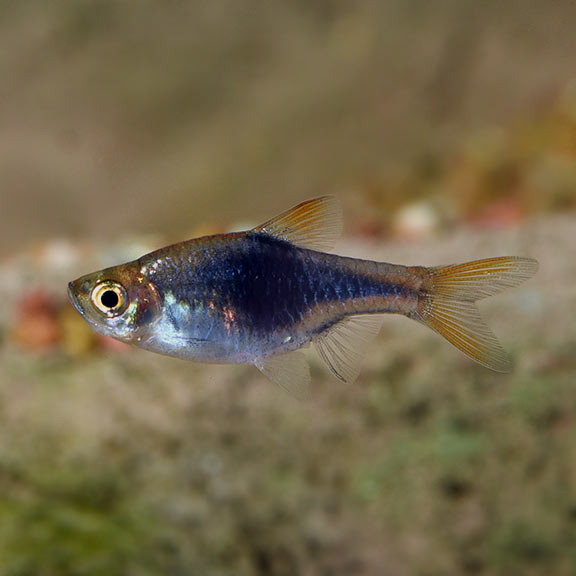 Purple Harlequin Rasbora