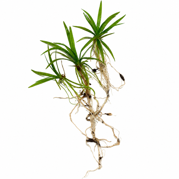 Pygmy Chain Sword (Helanthium tenellum 'Green')