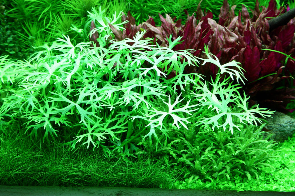 Ranunculus inundatus, view 2
