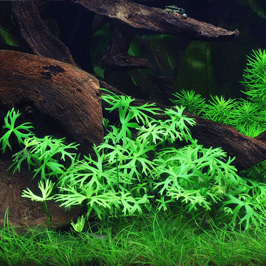 Ranunculus inundatus — live aquatic plant in a planted aquarium