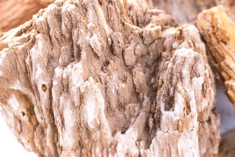 Red Fossil Wood, view 4