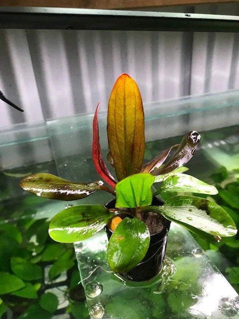 Echinodorus reni EMERSED