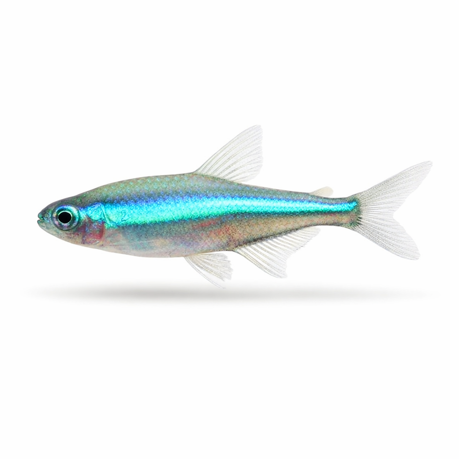 Fish with a blue and green body on a white background