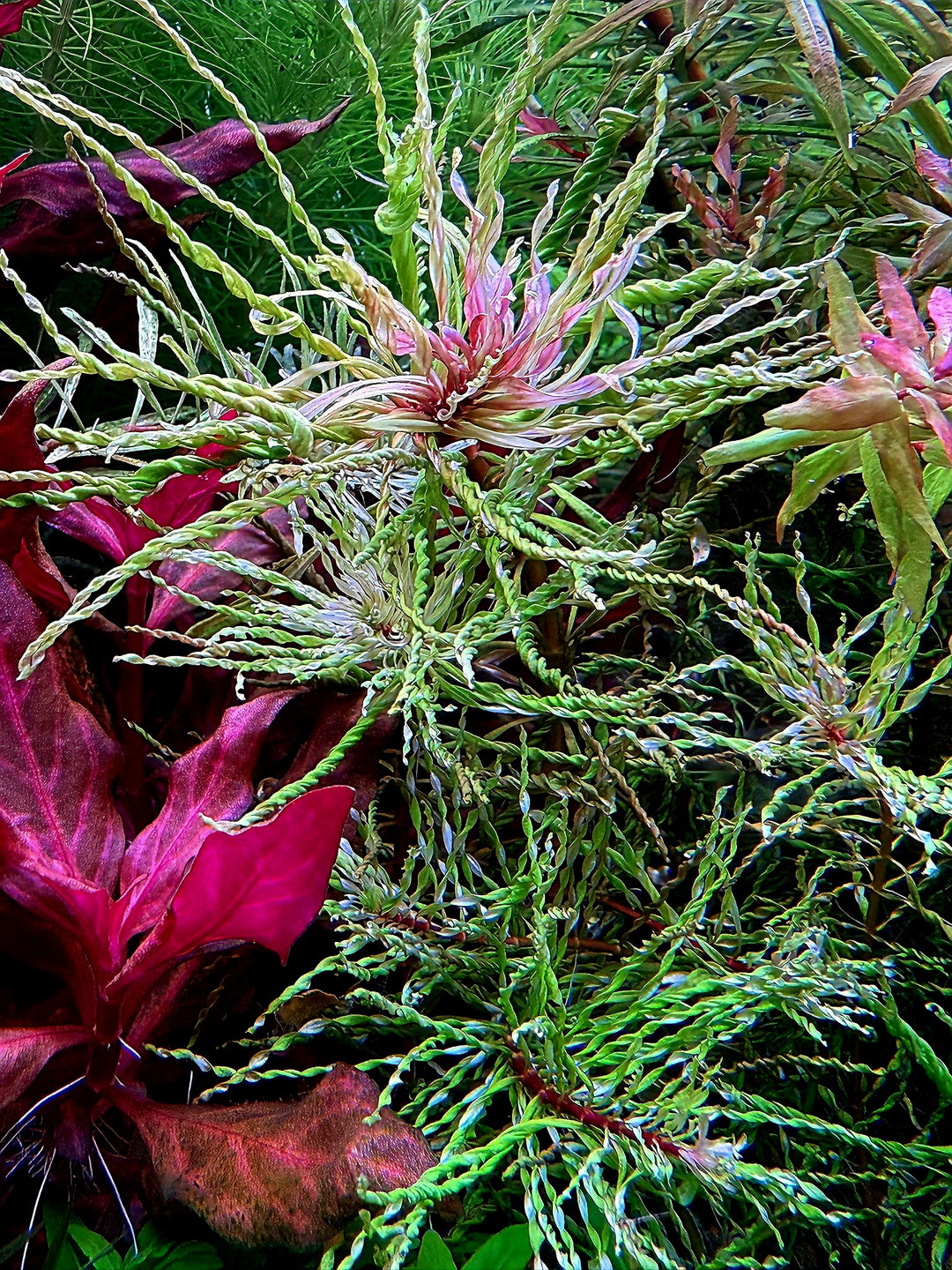Close-up of a plant with intricate details and pink flowers 