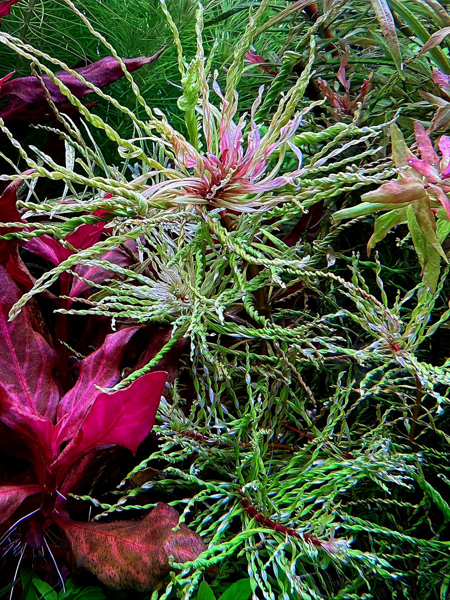 Close-up of a plant with intricate details and pink flowers 