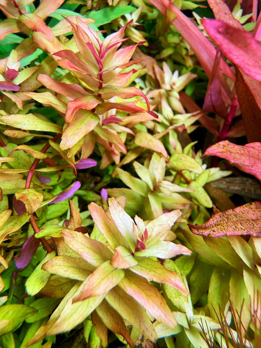 Close-up of colorful leaves with green, red, and pink hues.