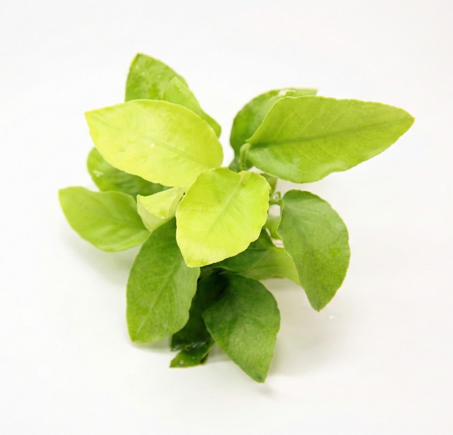 Anubias 'Gold'