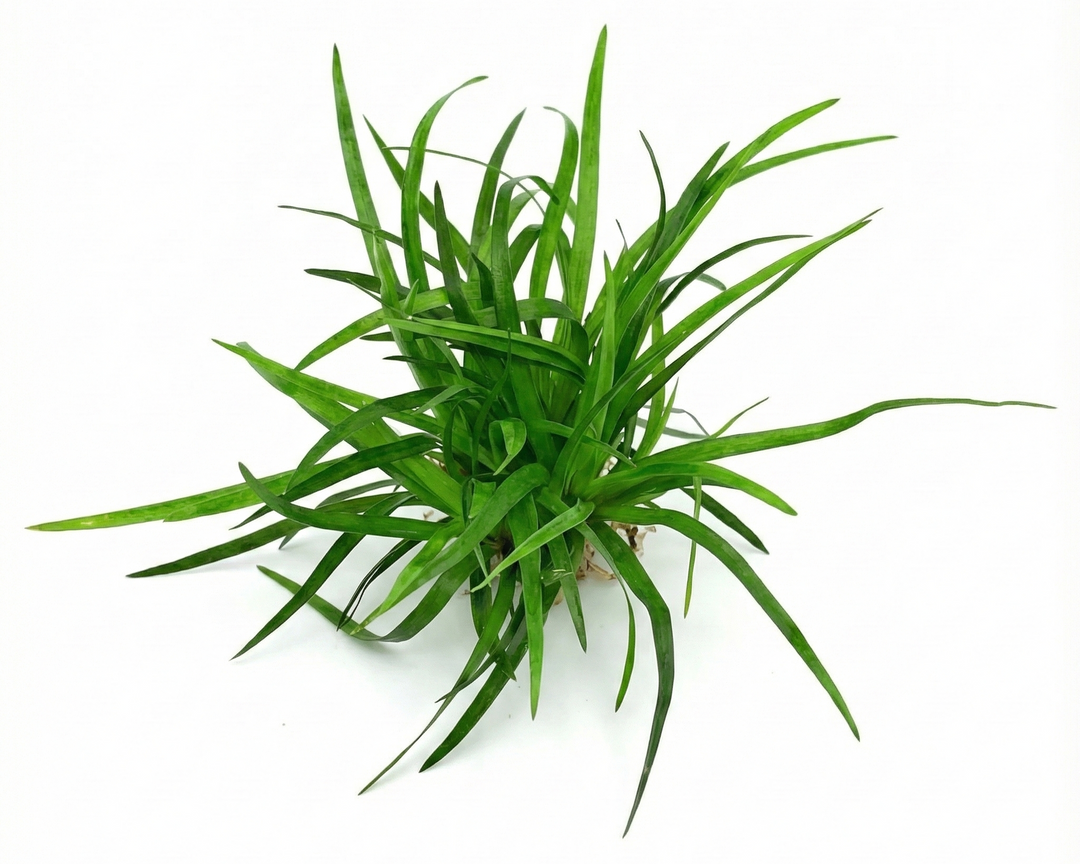Green grass plant 