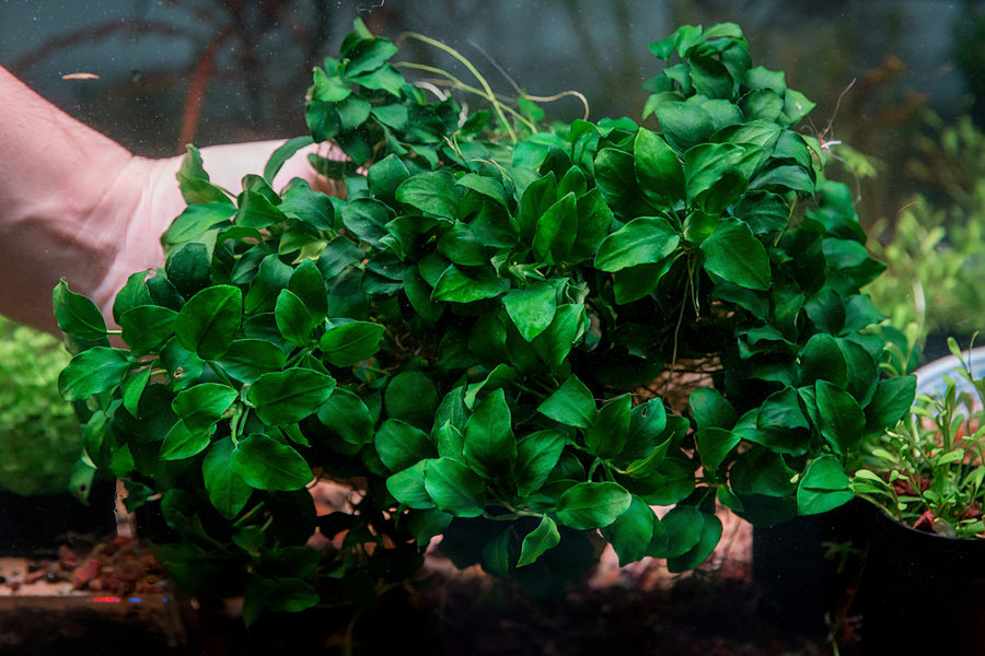 Close-up of a green leafy plant 