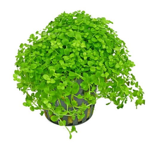 Micranthemum tweediei 'Monte Carlo' - Premium Carpeting Plant