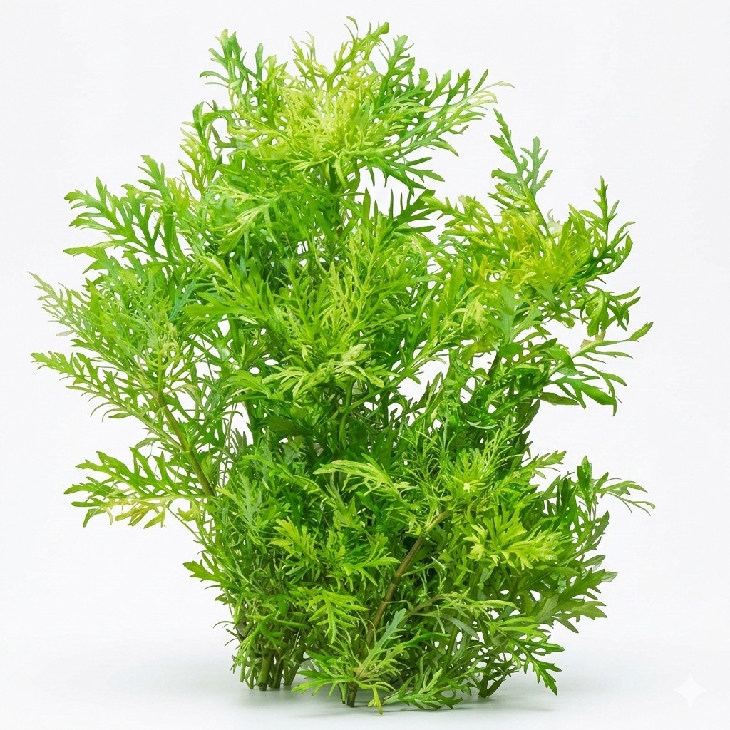 Green aquatic plant on a white background