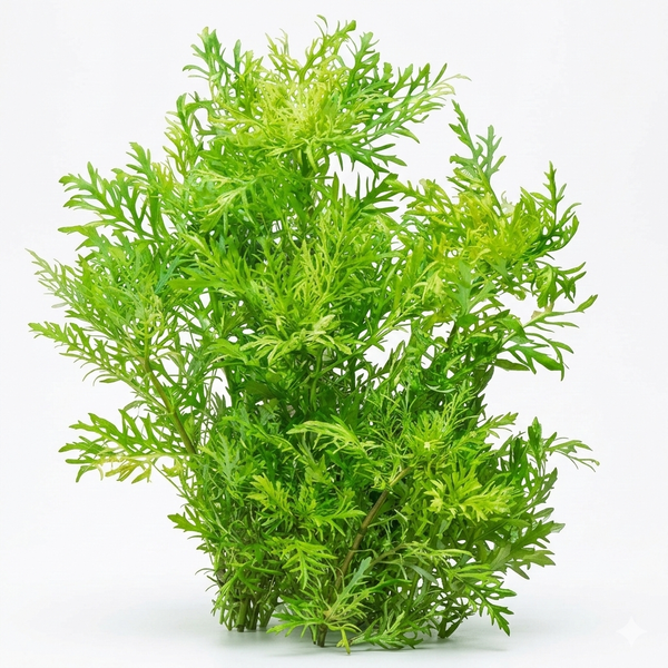 Water Wisteria (Hygrophila difformis) - Easy Aquarium Plant