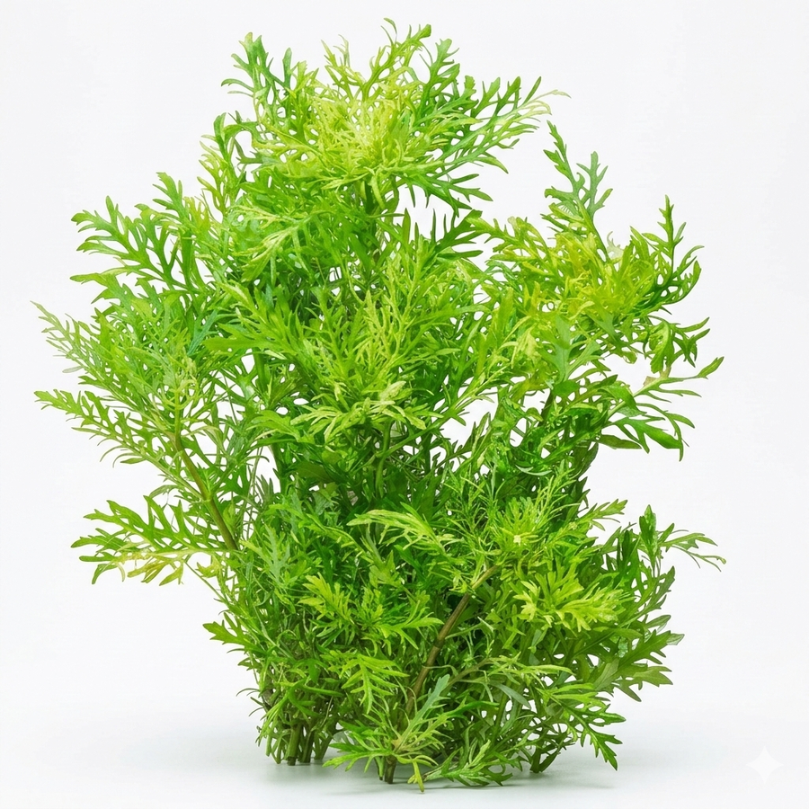 Green aquatic plant on a white background
