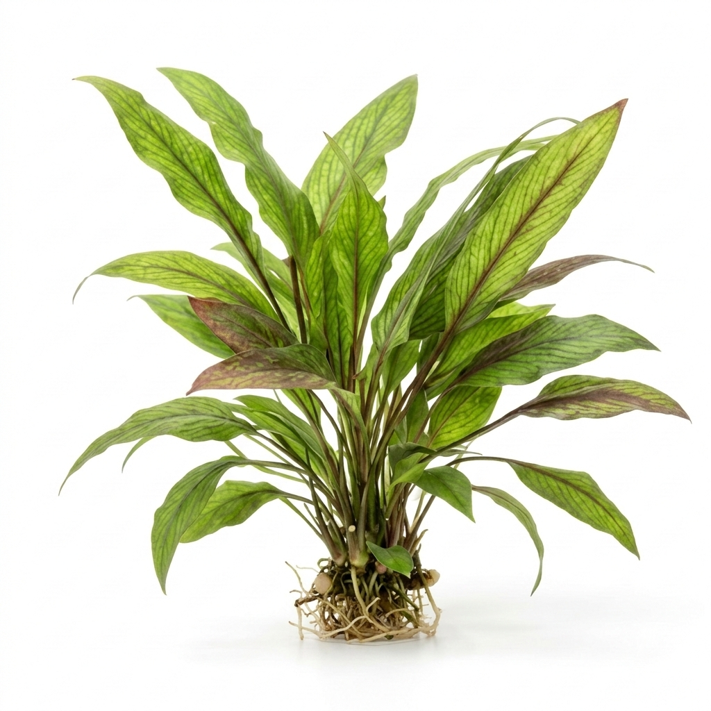 Green aquatic plant with brown accents on a white background