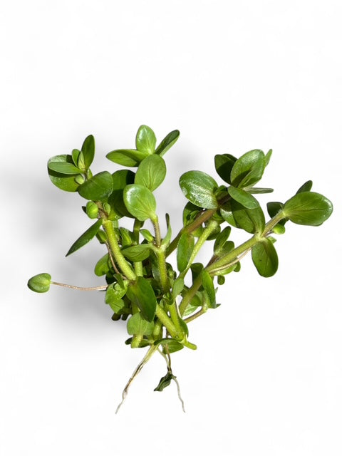 Bacopa Salzmanii 'Green' — live aquatic plant in a planted aquarium