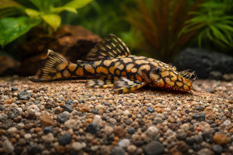 Colorful fish on a gravelly substrate with aquatic plants in the background