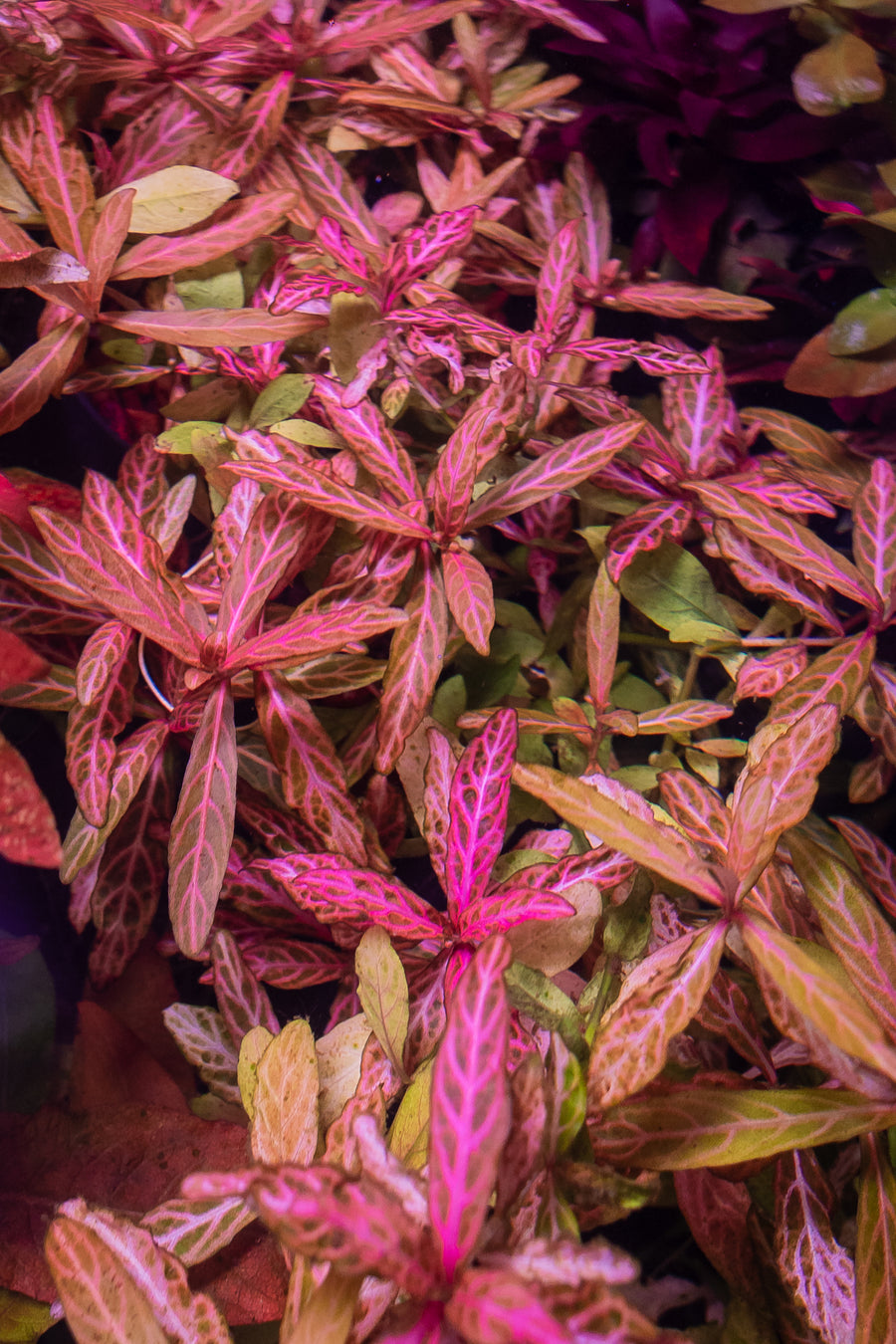 Close-up of a plant with pink and green leaves