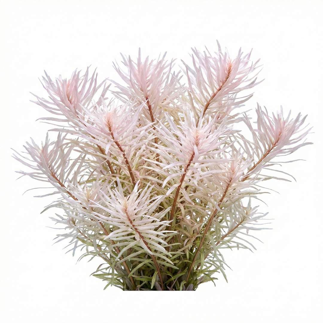 Artificial plant with pink and green branches on a white background