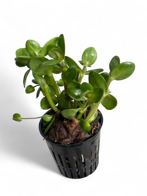 Bacopa Salzmanii 'Green'