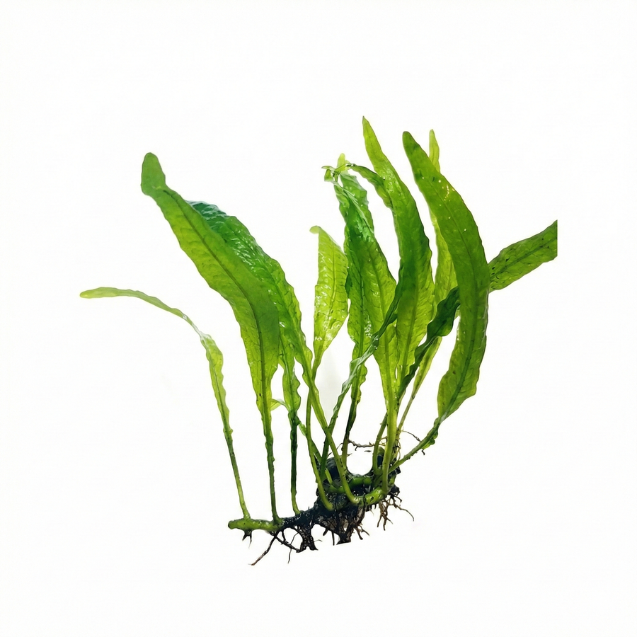 Green aquatic plant on a white background