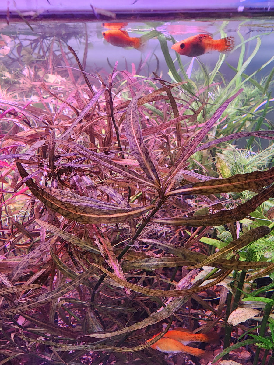 Hygrophila lancea 'Tiger' — live aquatic plant in a planted aquarium