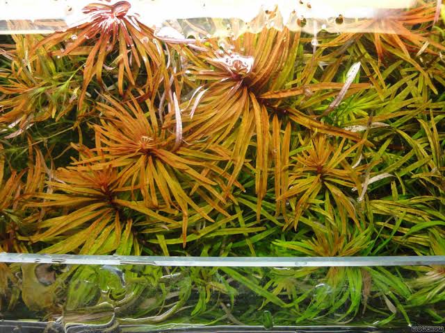 Aquatic plants in a clear container with a green and brown color scheme.