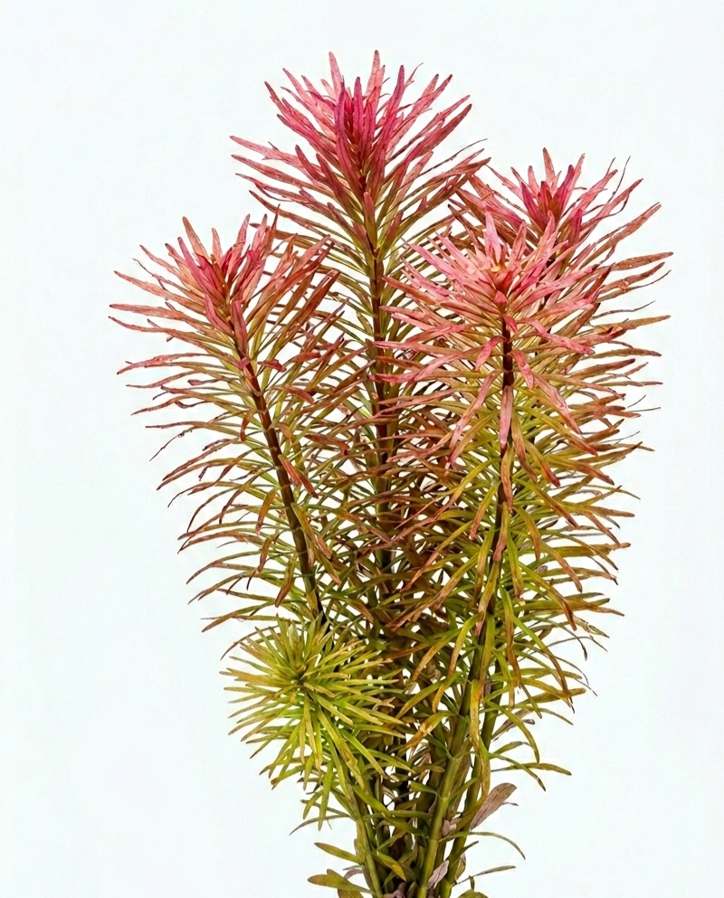 Ludwigia inclinata 'Meta' — live aquatic plant in a planted aquarium