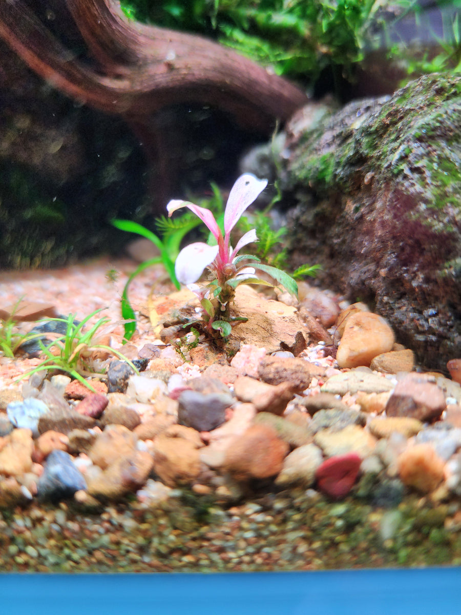 Close-up of an aquarium with rocks, gravel, and aquatic plants.