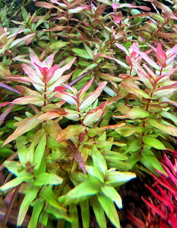 Rotala Macrandra 'Butterfly'