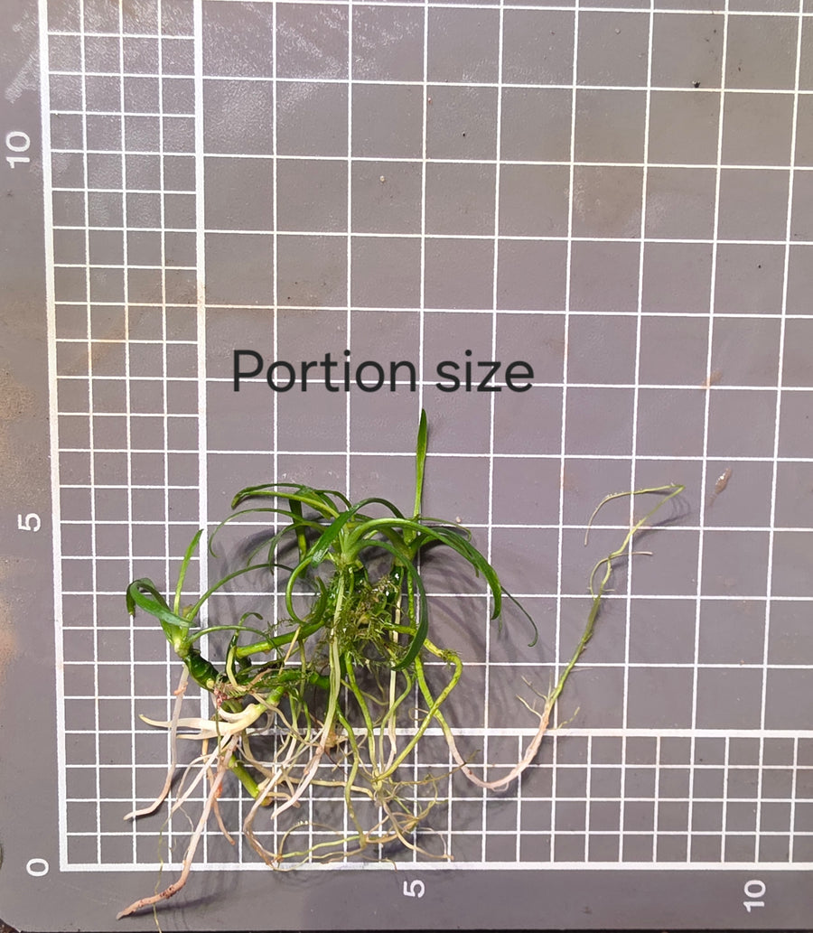 Cryptocoryne Parva - Submersed Grown — live aquatic plant in a planted aquarium