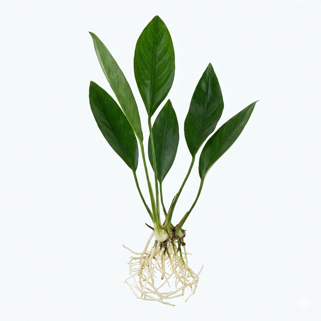 Green leafy plant with roots on a white background