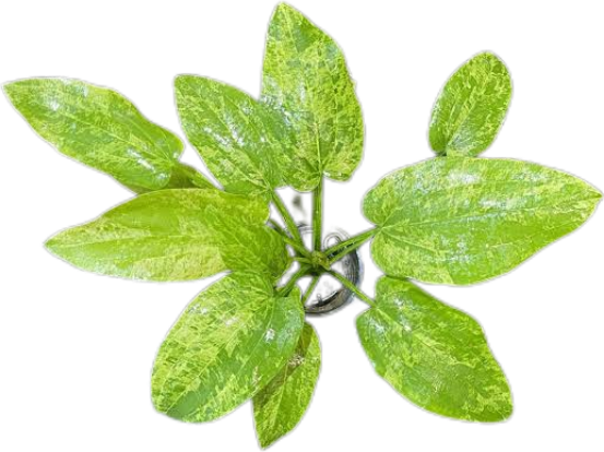 Echinodorus 'Marble Queen' EMERSED