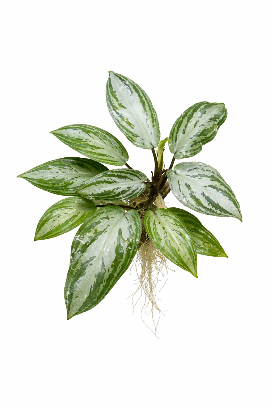 Lagenandra Silver Powder — live aquatic plant in a planted aquarium