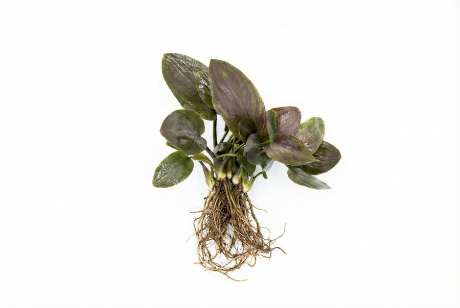 Green leafy plant with roots 